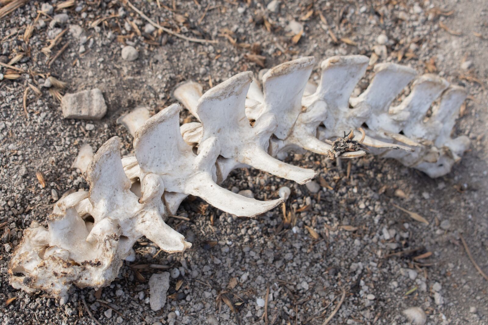 Nikon D7200 sample photo. Bone, skeleton photography