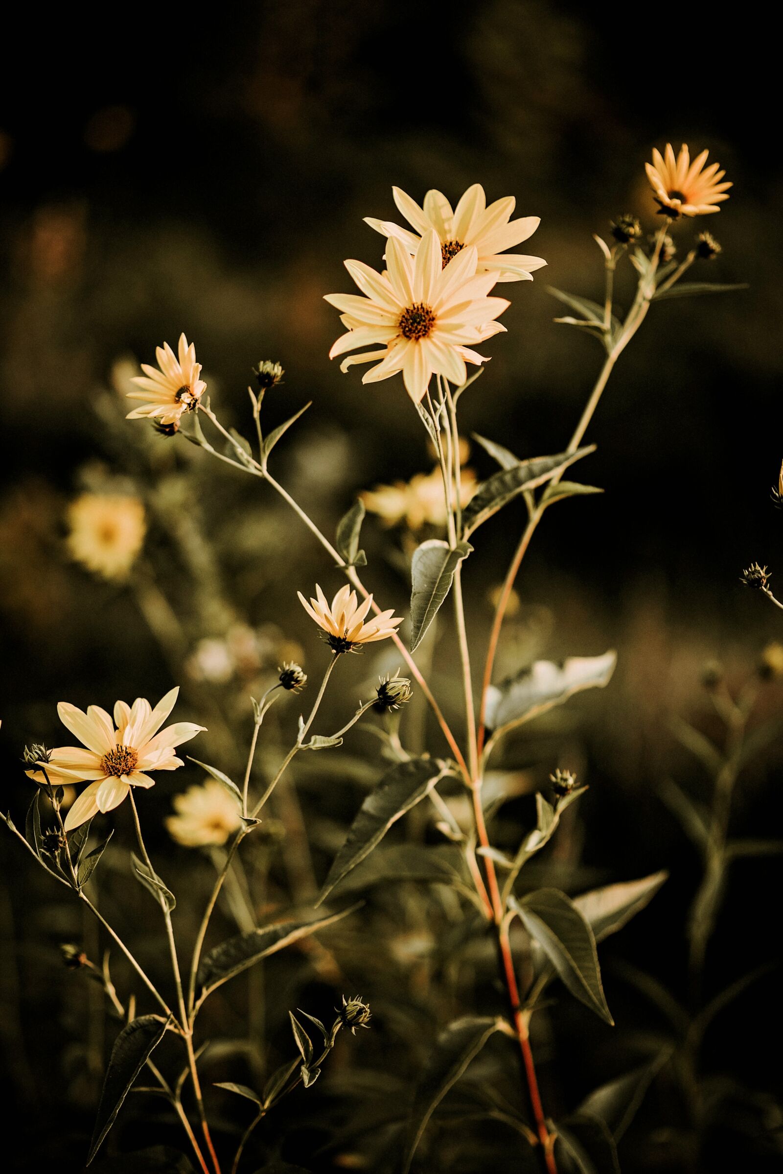 Nikon D810 sample photo. Meadow, plant, sun photography