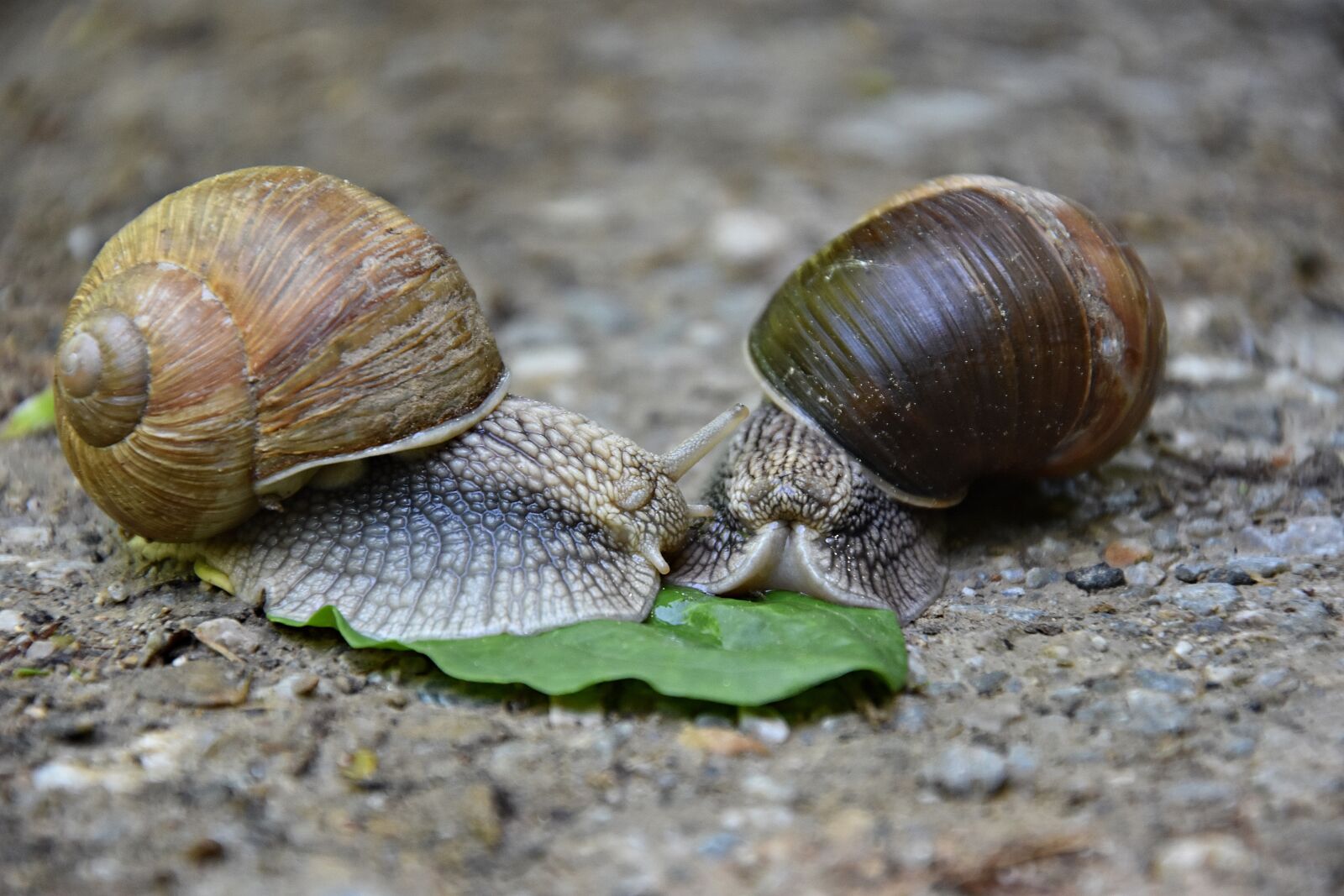 Nikon D3400 sample photo. Snails, forest, autumn forest photography