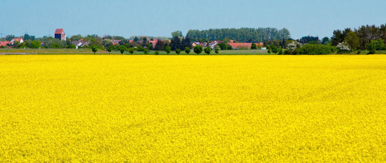 Nikon D5100 sample photo. Oilseed rape, village, yellow photography