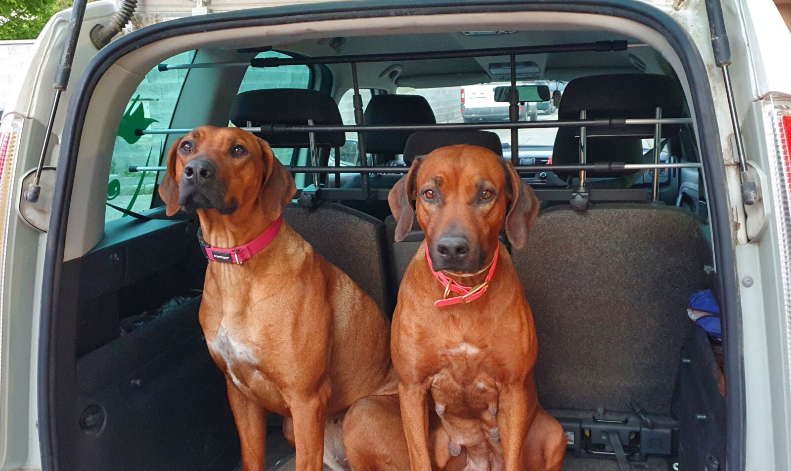Samsung SM-G973F sample photo. Rhodesian ridgeback, dog, travel photography