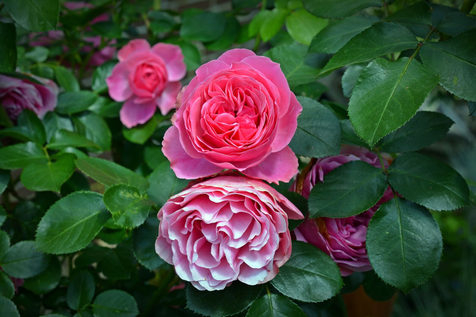 Nikon D5200 sample photo. Rose, blossom, bloom photography