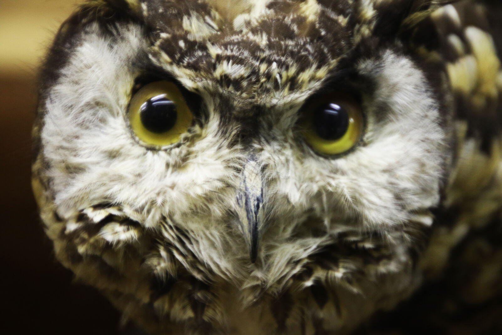Canon EOS 7D Mark II sample photo. Animal, bird, circle, eyes photography