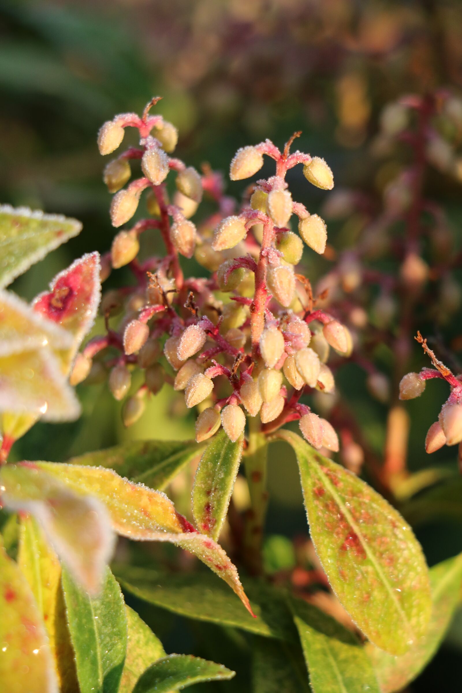 Canon EOS 750D (EOS Rebel T6i / EOS Kiss X8i) sample photo. Winter, plant, frost photography