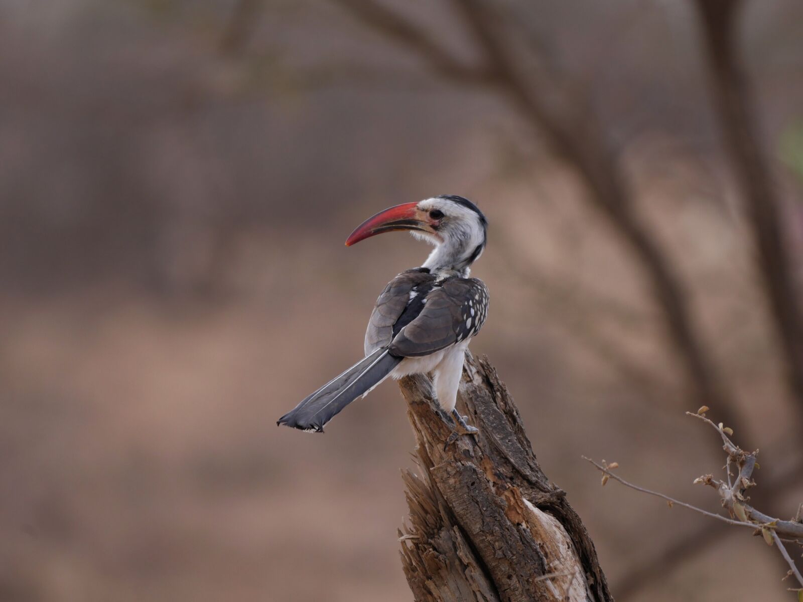 Panasonic Lumix DMC-GX8 sample photo. Rotschnabeltoko, africa, hornbill photography