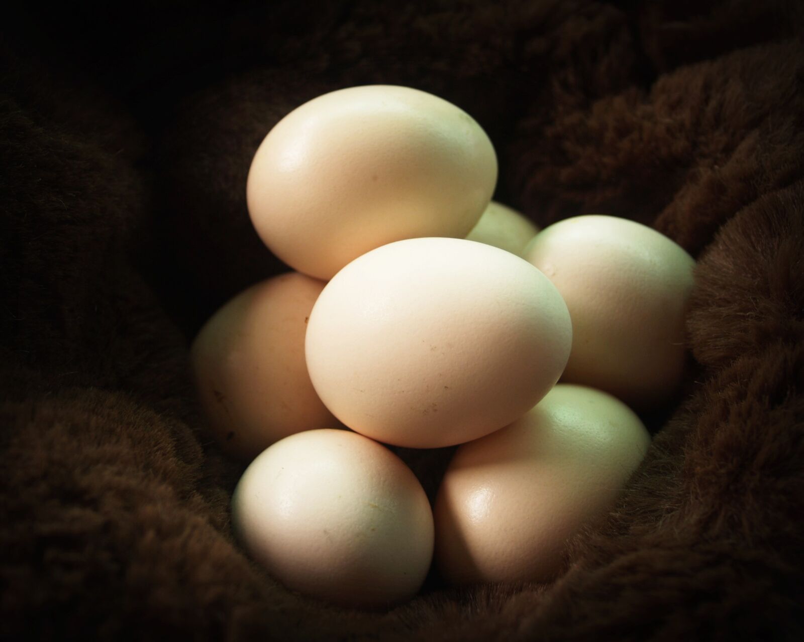 Olympus E-300 (EVOLT E-300) sample photo. Egg, fresh, cholesterol photography