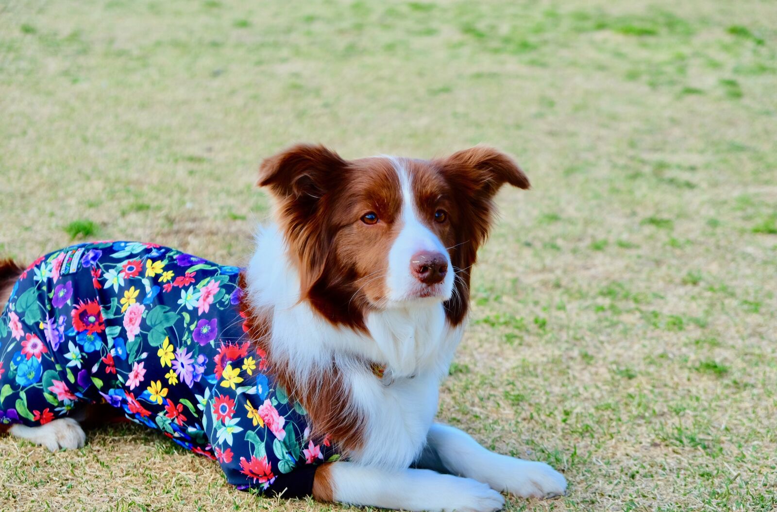 Fujifilm X-T10 sample photo. Dog, wear, lawn photography