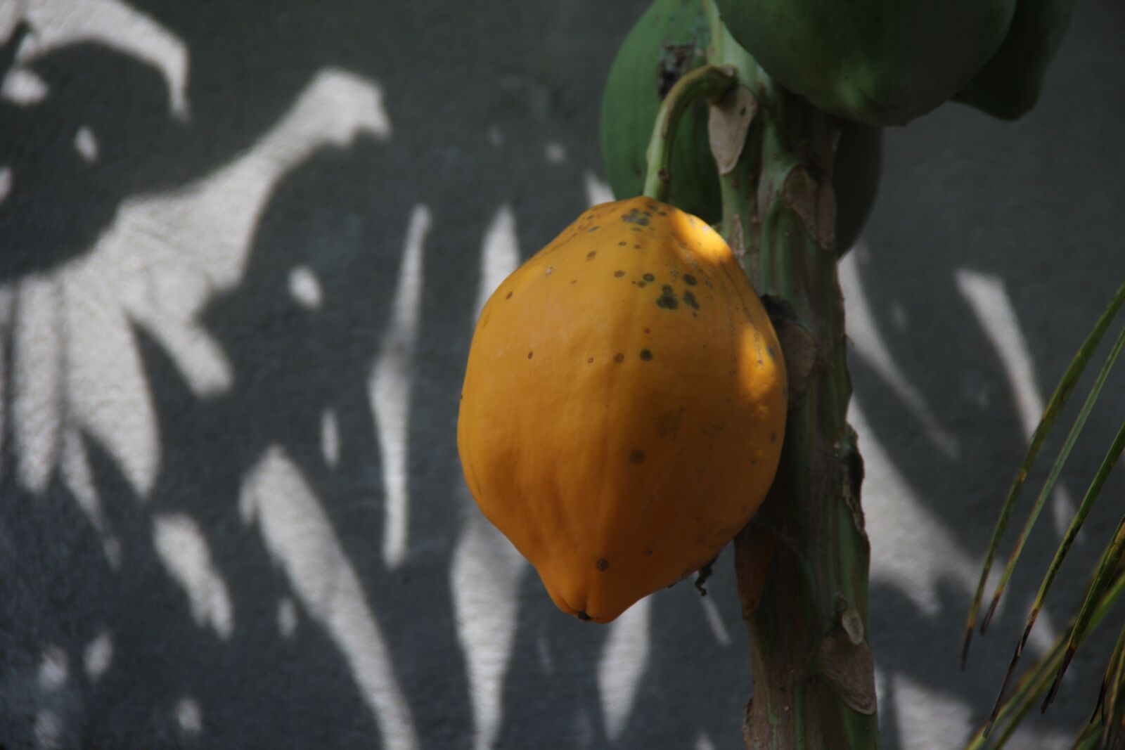 Canon EF-S 18-135mm F3.5-5.6 IS sample photo. Papaya, fruit, food photography
