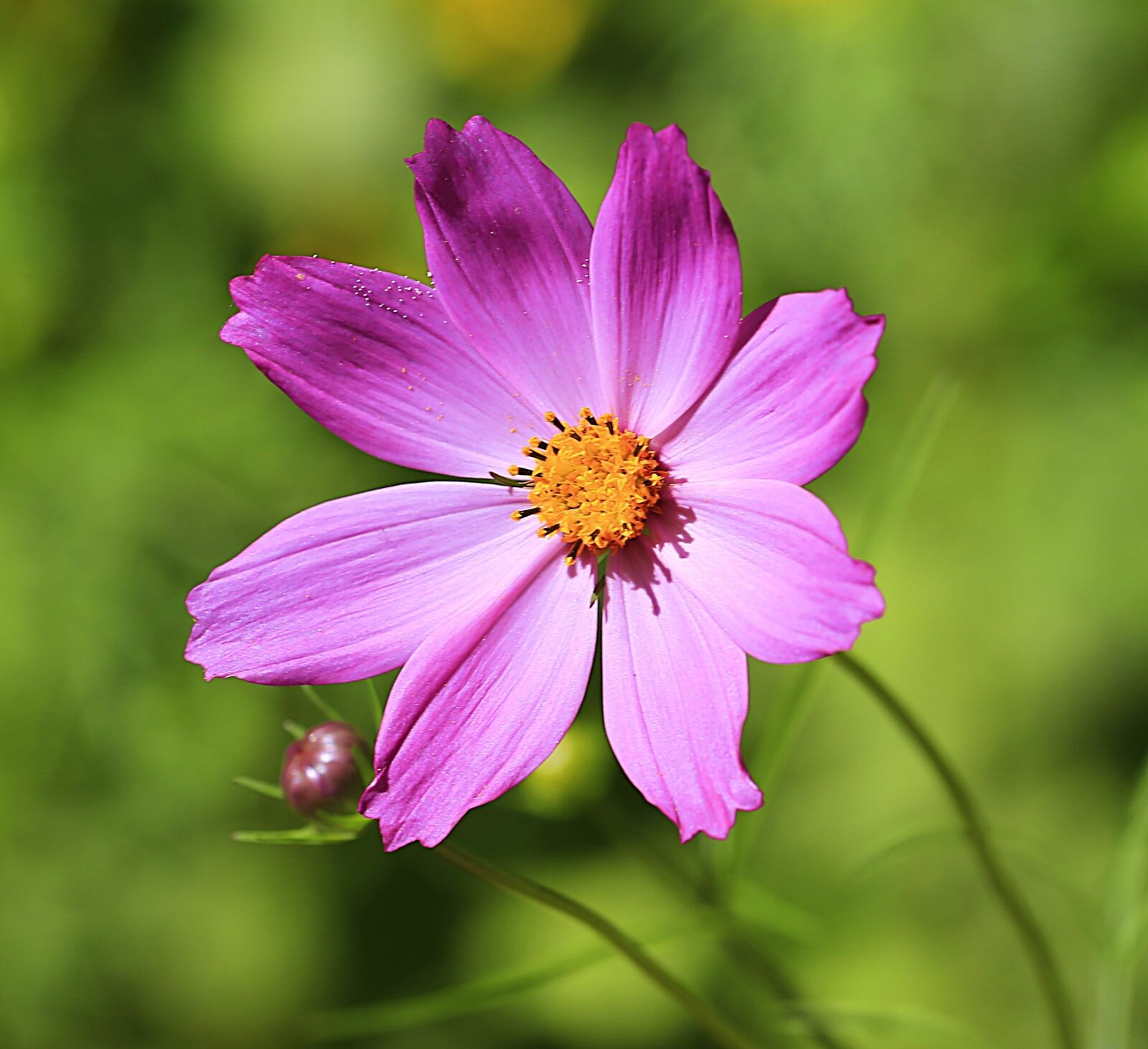 Canon EOS 6D + Canon EF 70-200mm F4L USM sample photo. Flowers, summer, summer flowers photography