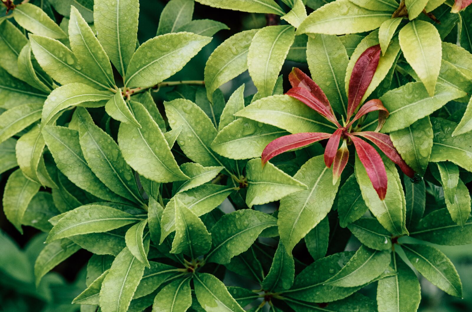 Pentax K-30 sample photo. Leaves, plant, vegetation photography