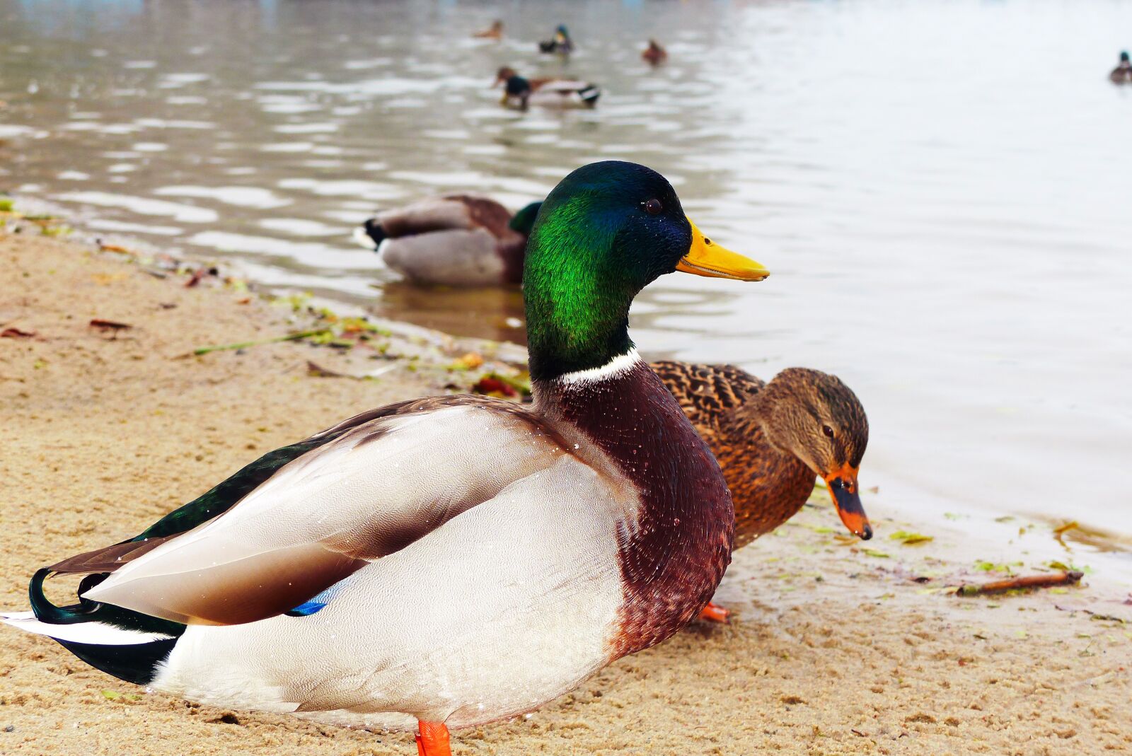 Panasonic Lumix DMC-FZ200 sample photo. Mallard duck, tom, water photography