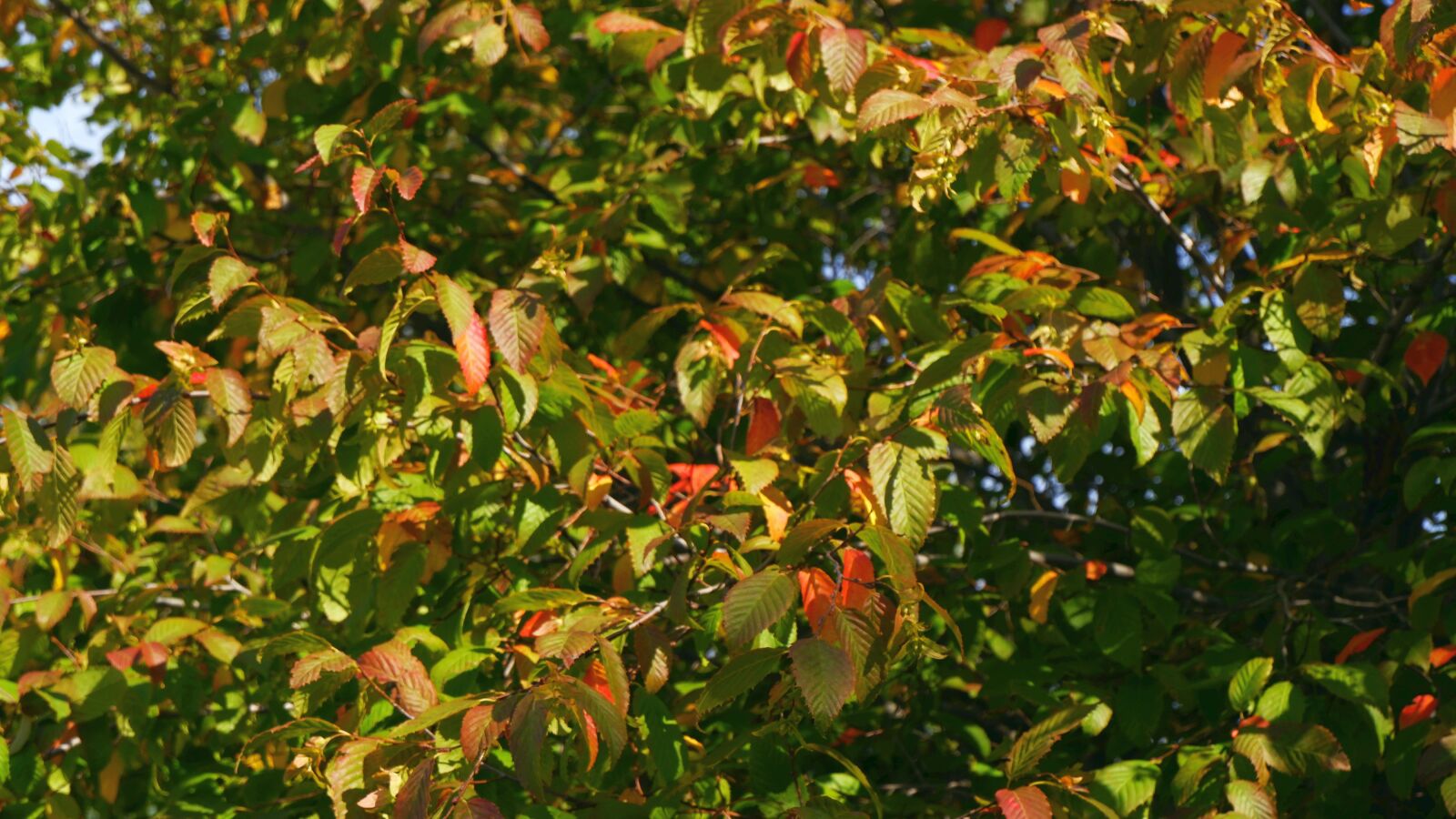 Fujifilm X-A5 sample photo. Tree, foliage, colorful photography