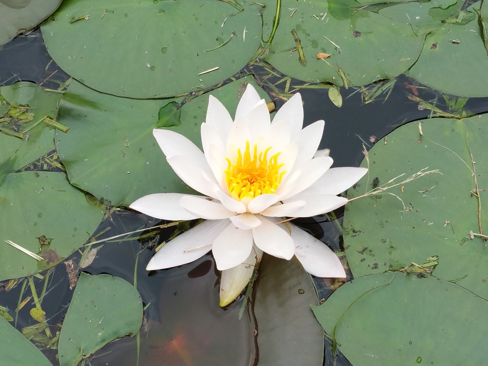 Samsung Galaxy S5 sample photo. Lotus, flowers, hydrangea photography