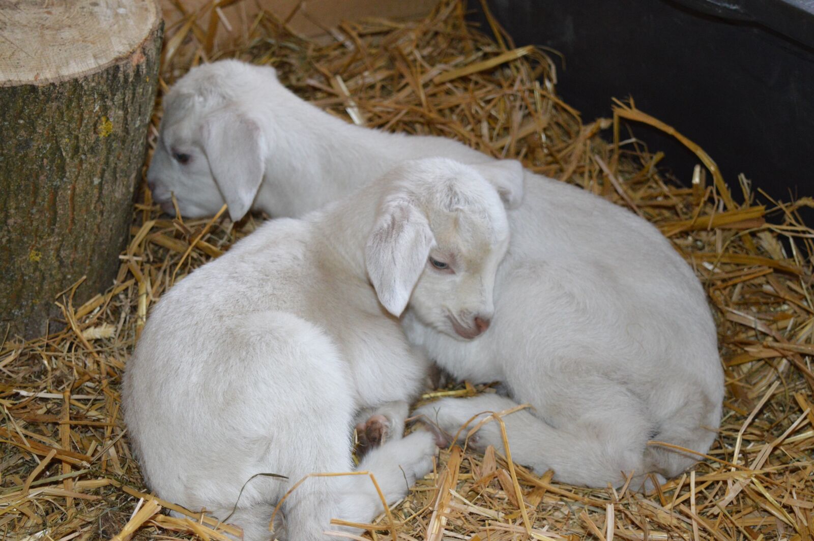 Nikon D3200 sample photo. Goats, kid, kitz photography