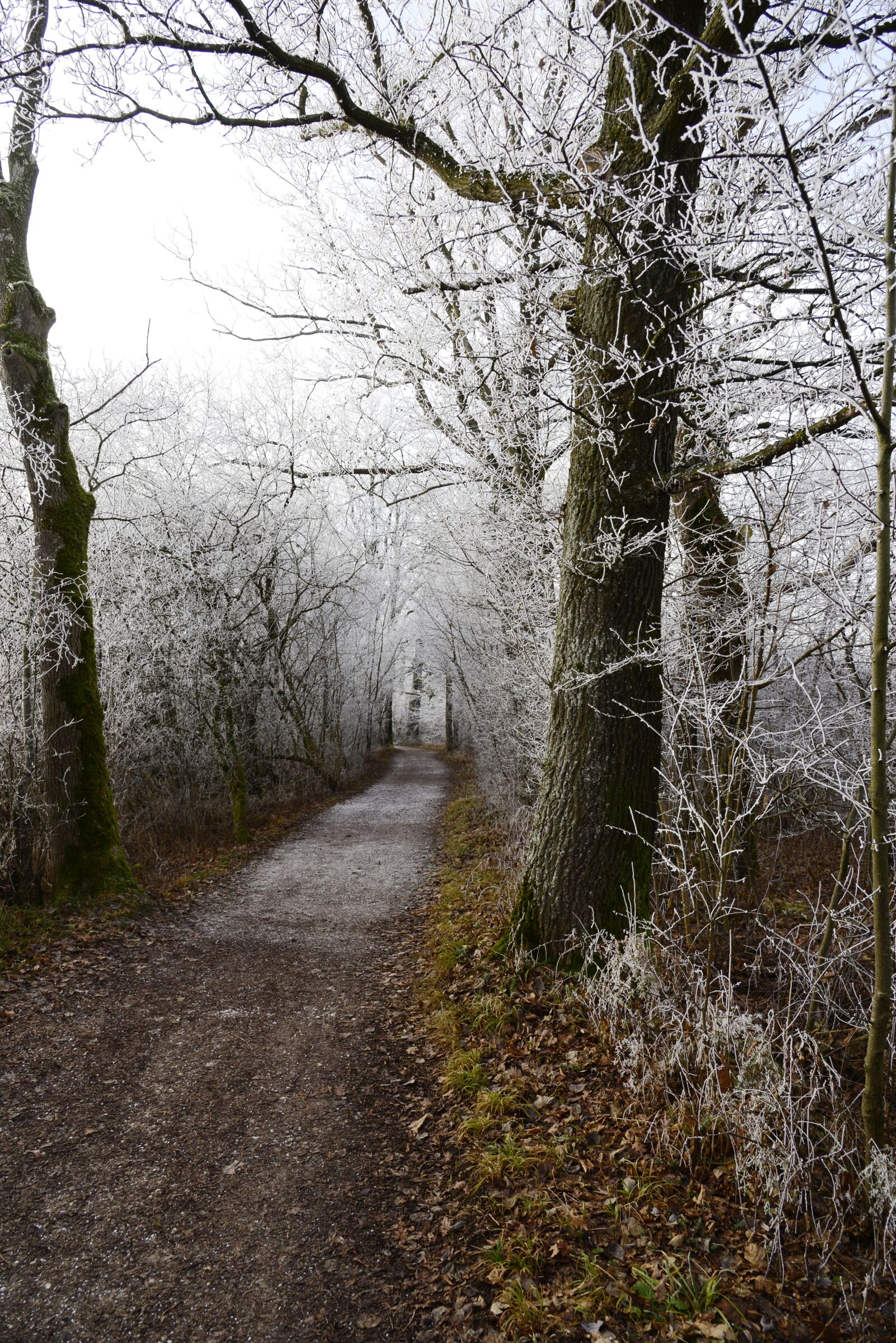 Nikon D610 sample photo. Hoarfrost, cold, winter photography