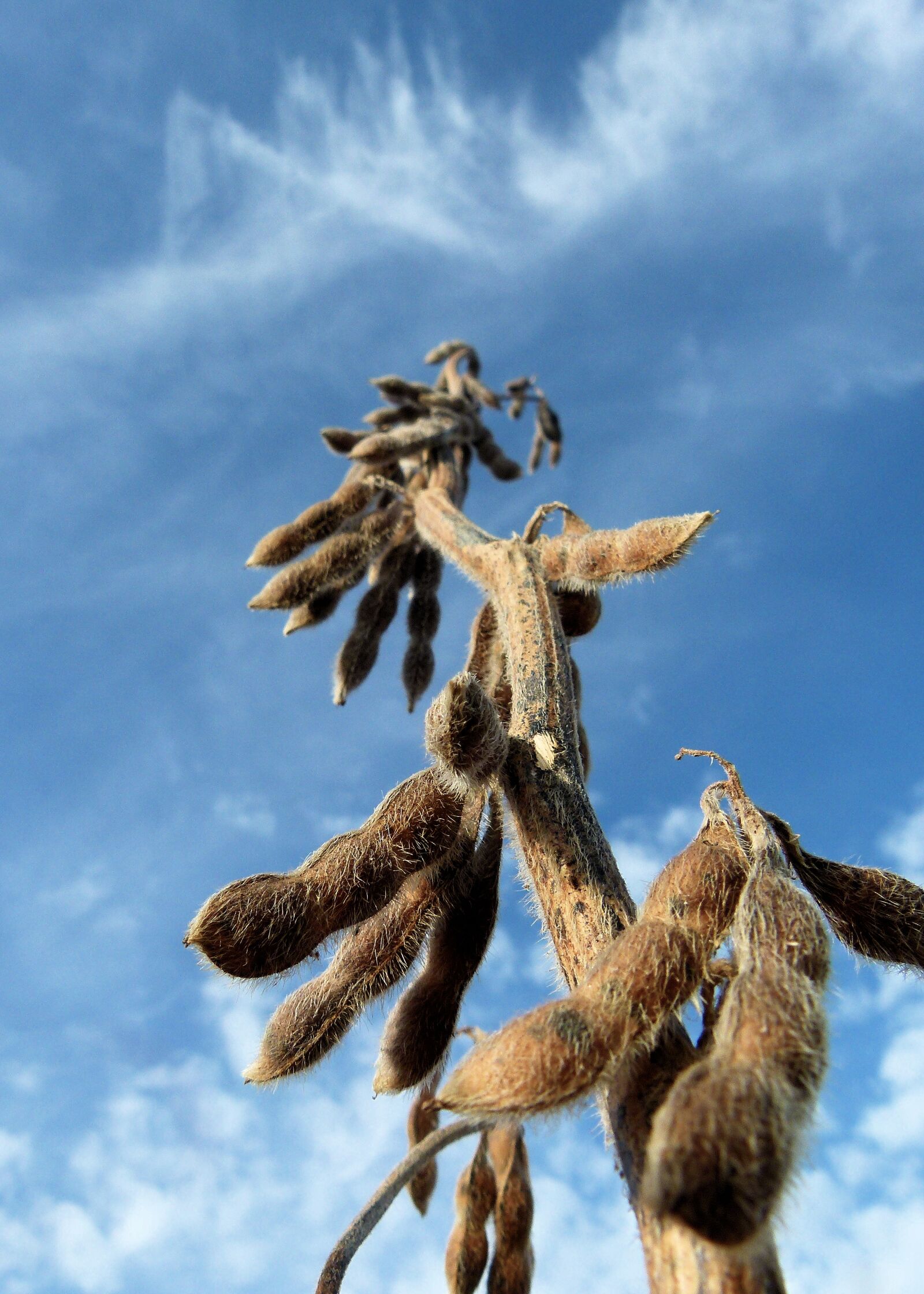 Panasonic Lumix DMC-FZ100 sample photo. Soybeans, soy, beans photography