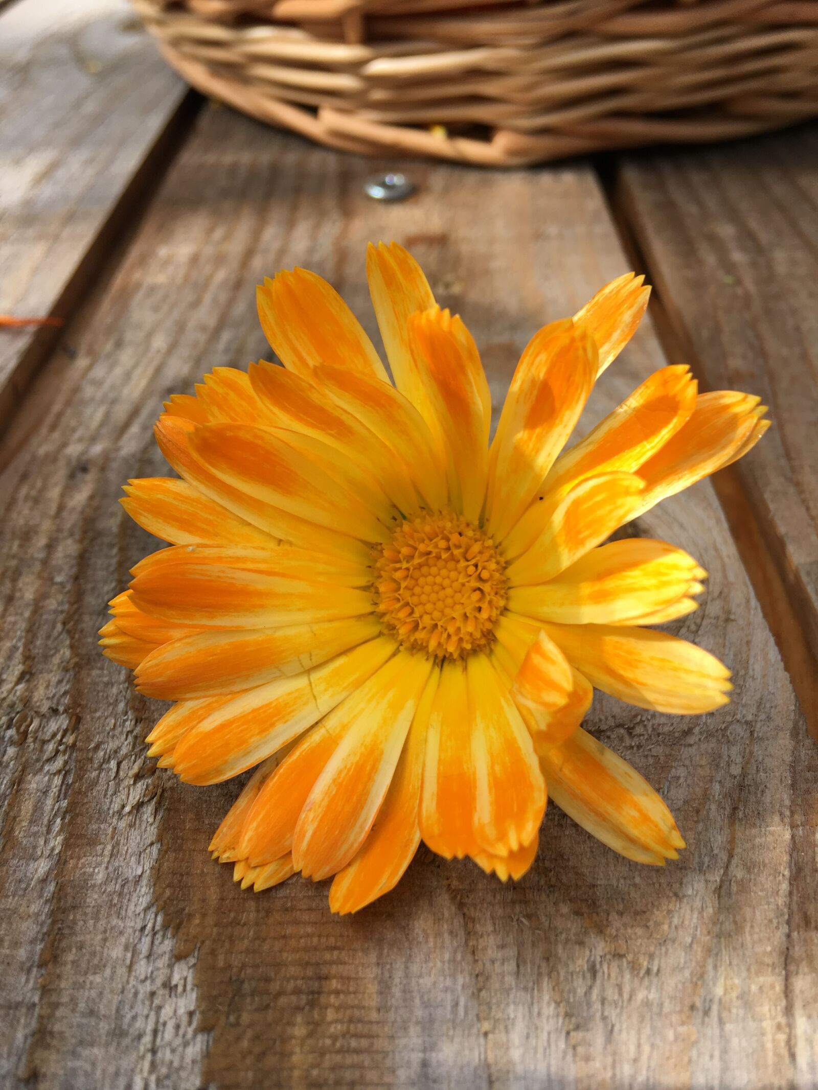 Apple iPhone 6s Plus sample photo. Flower, orange, garden photography