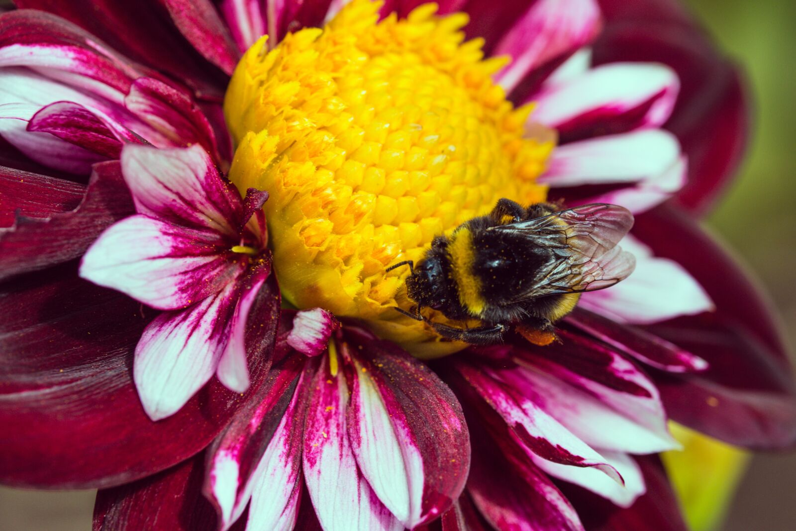 Canon EOS 70D sample photo. Dahlia hortensis, hummel, blossom photography