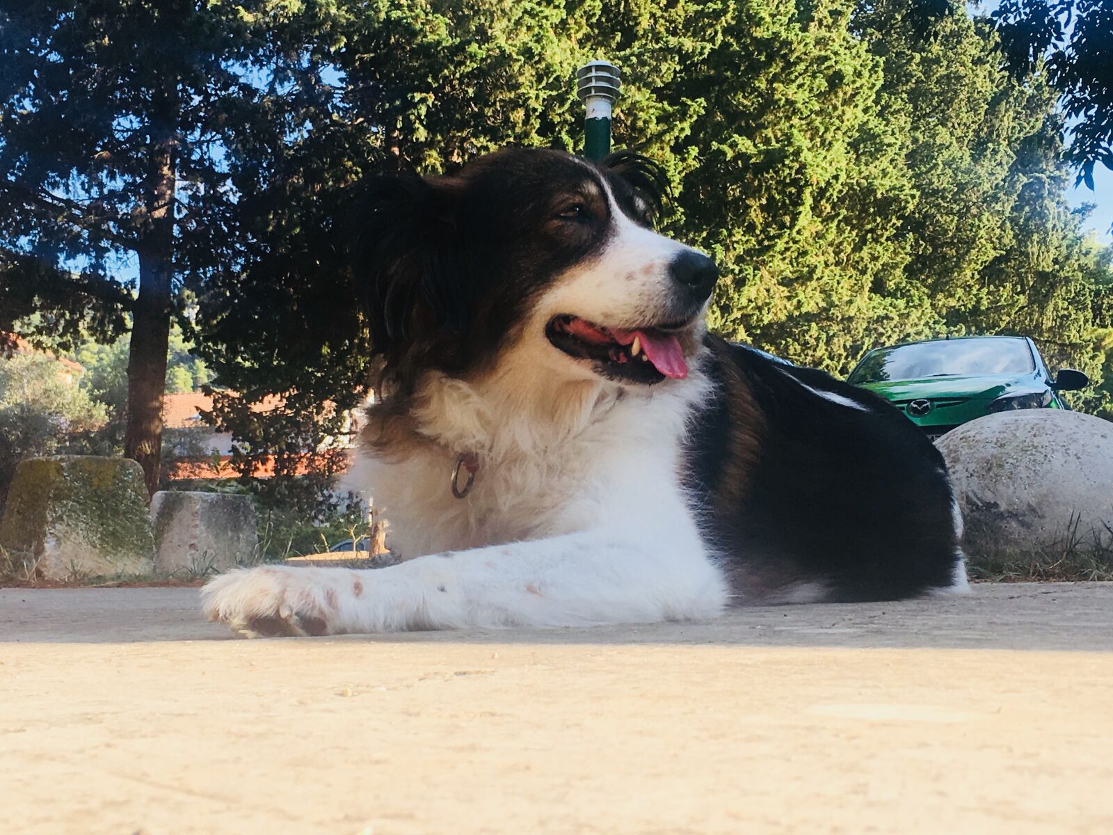 Apple iPhone SE sample photo. Dog, cute dog, animal photography
