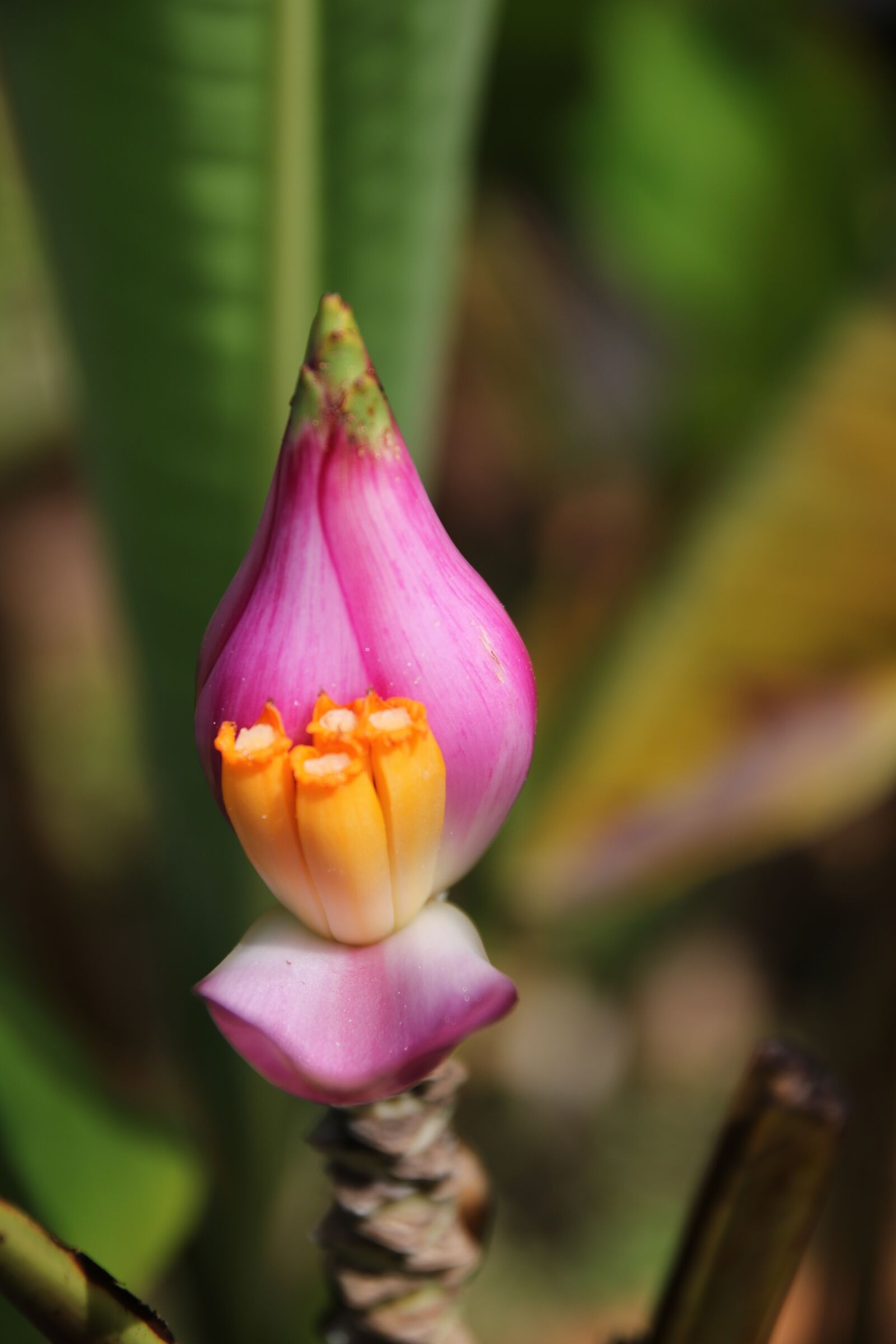 Canon EOS 750D (EOS Rebel T6i / EOS Kiss X8i) sample photo. Flower, purple, yellow photography