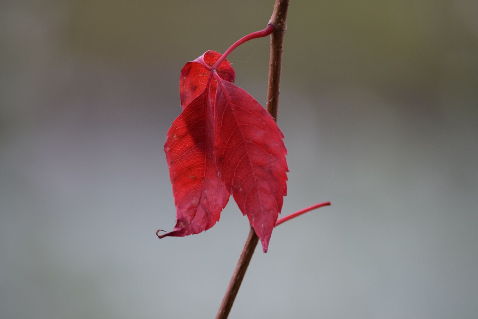 Nikon D3300 sample photo. Verwelktes sheet, red, autumn photography