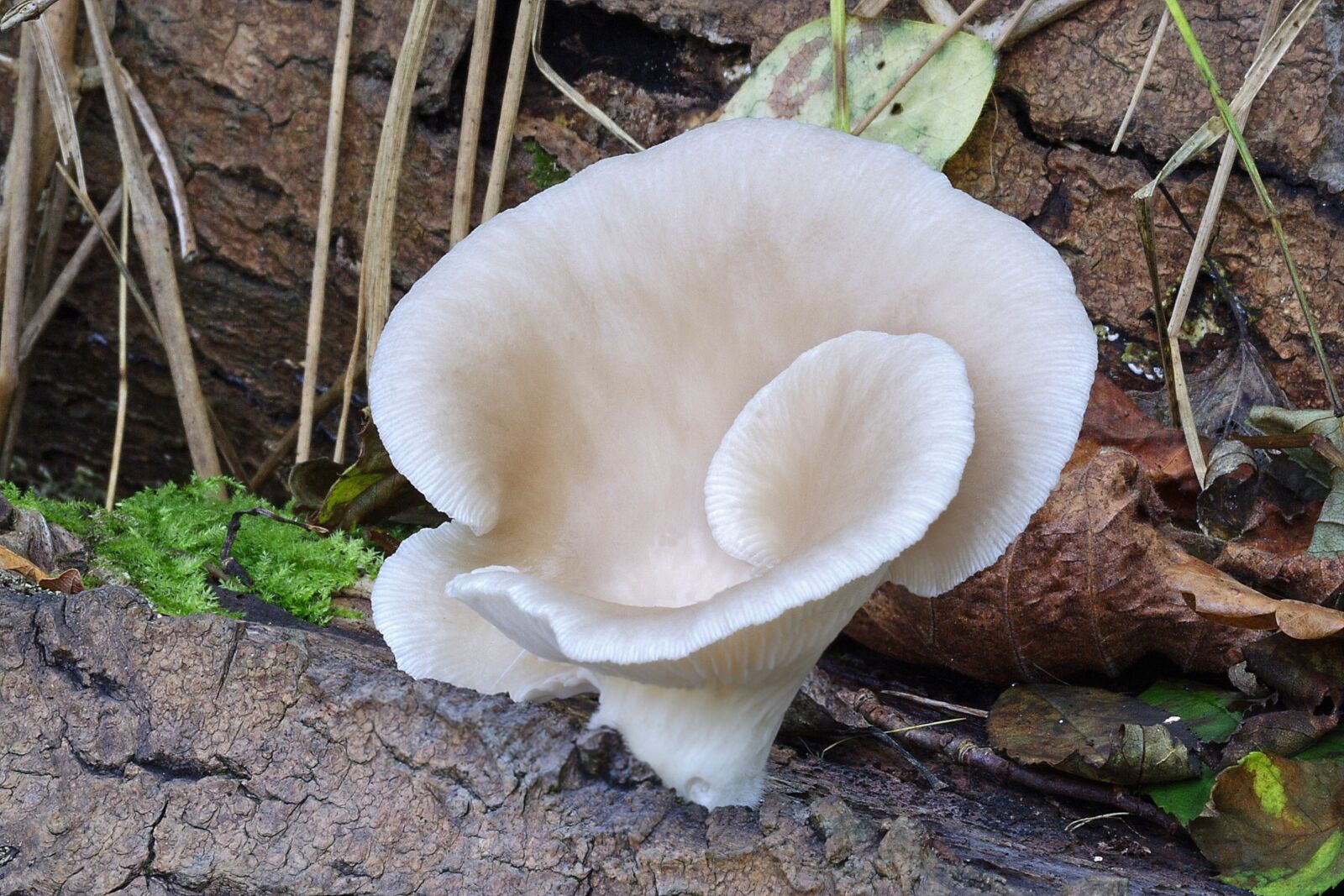 Canon EOS 350D (EOS Digital Rebel XT / EOS Kiss Digital N) sample photo. Oyster-mushroom, white, fungi photography