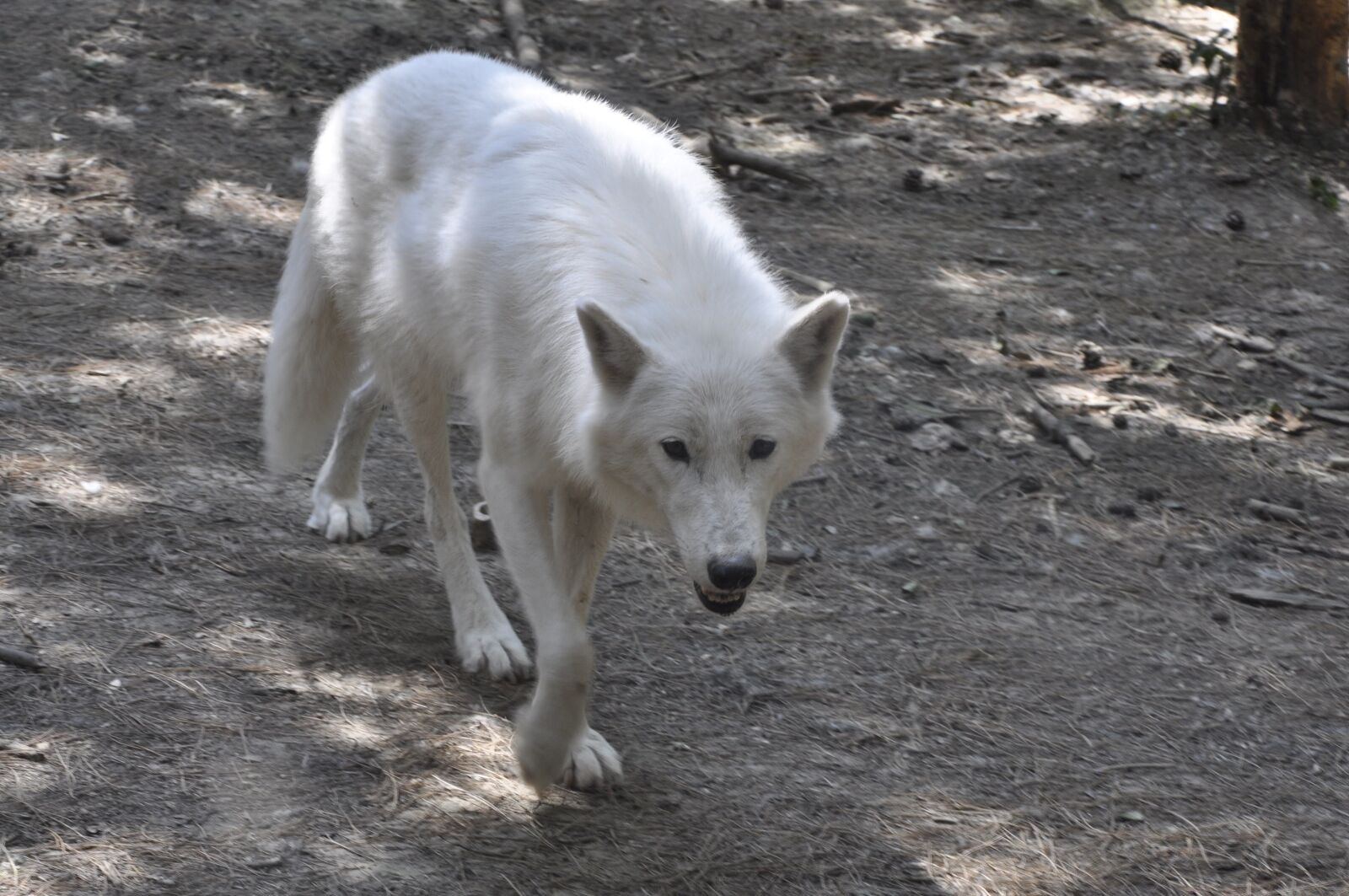 Nikon D90 sample photo. White wolf, wolf, predator photography