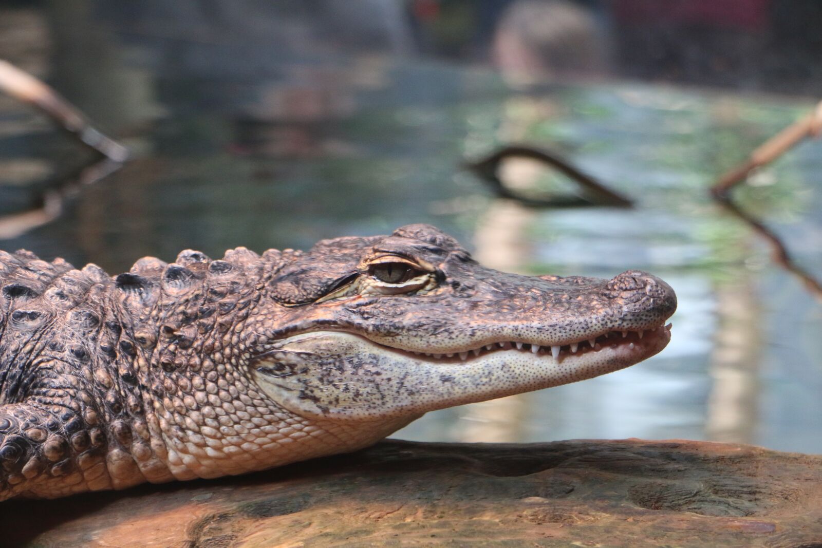 Canon EOS 70D sample photo. Alligator, smile, gator photography