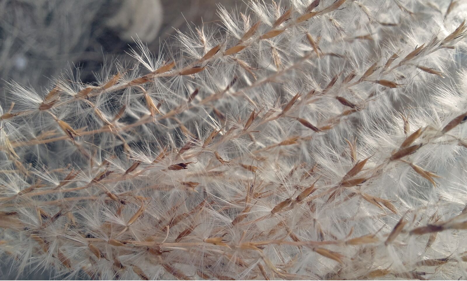 Samsung Galaxy Grand Prime sample photo. Plant, pollen, flora photography