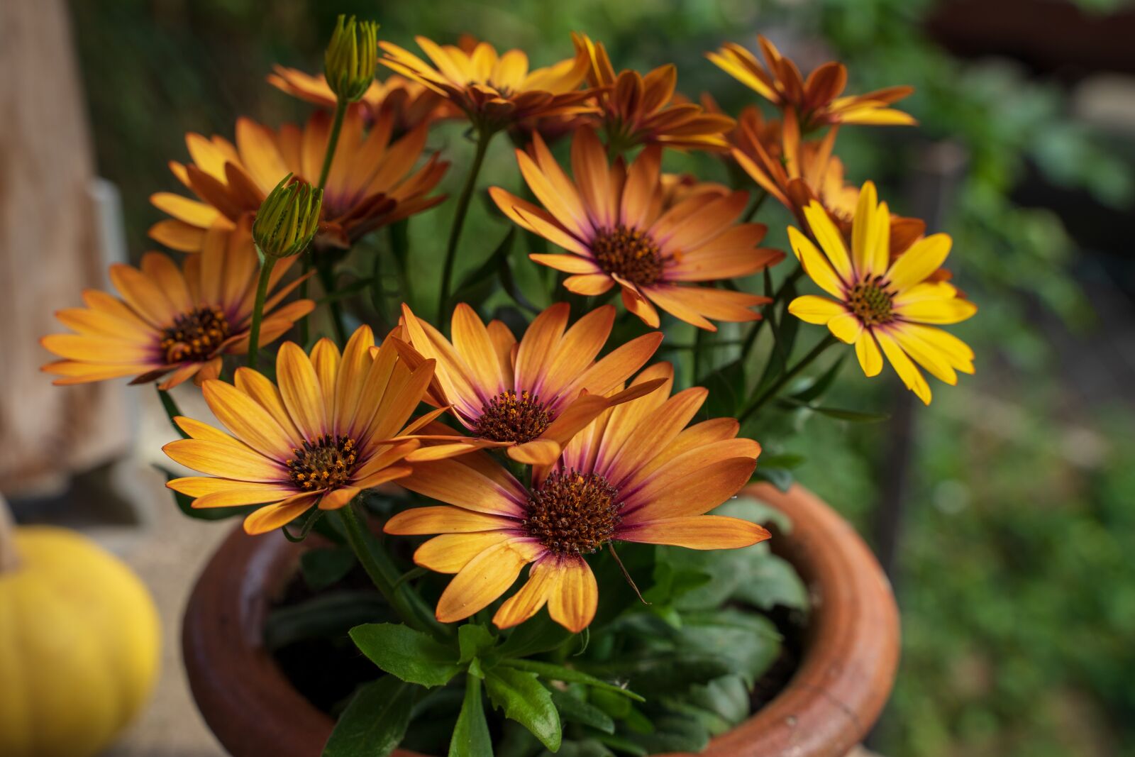 Tamron 28-75mm F2.8 Di III RXD sample photo. Potted plant, flower, plant photography