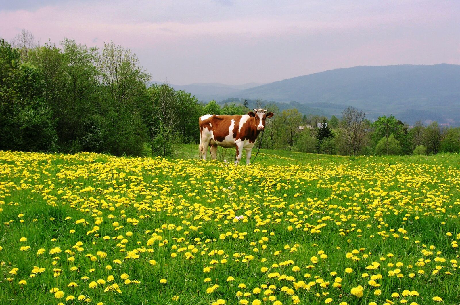 Olympus C5050Z sample photo. Luboń wielki, spring, cow photography