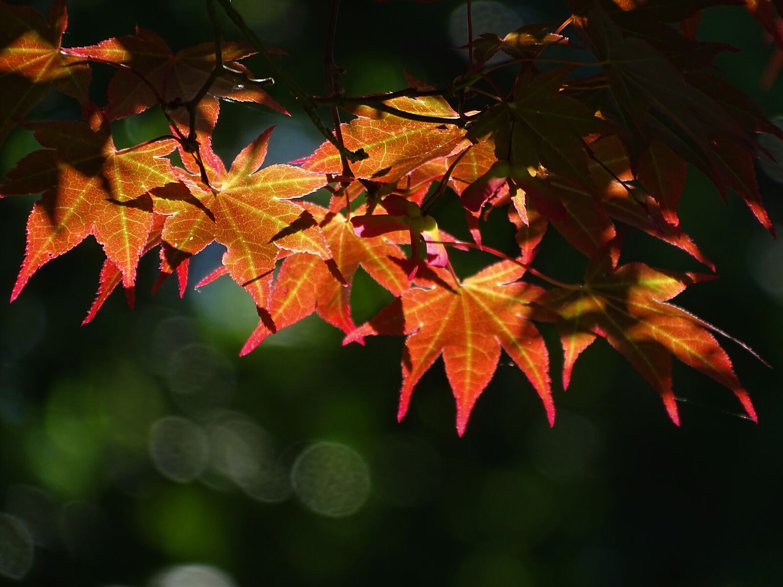 Sony Cyber-shot DSC-HX400V sample photo. Red, leaves, color photography