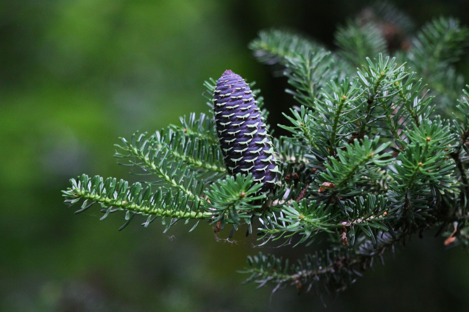 Canon EOS 50D sample photo. Pinecone, cone, fir korea photography