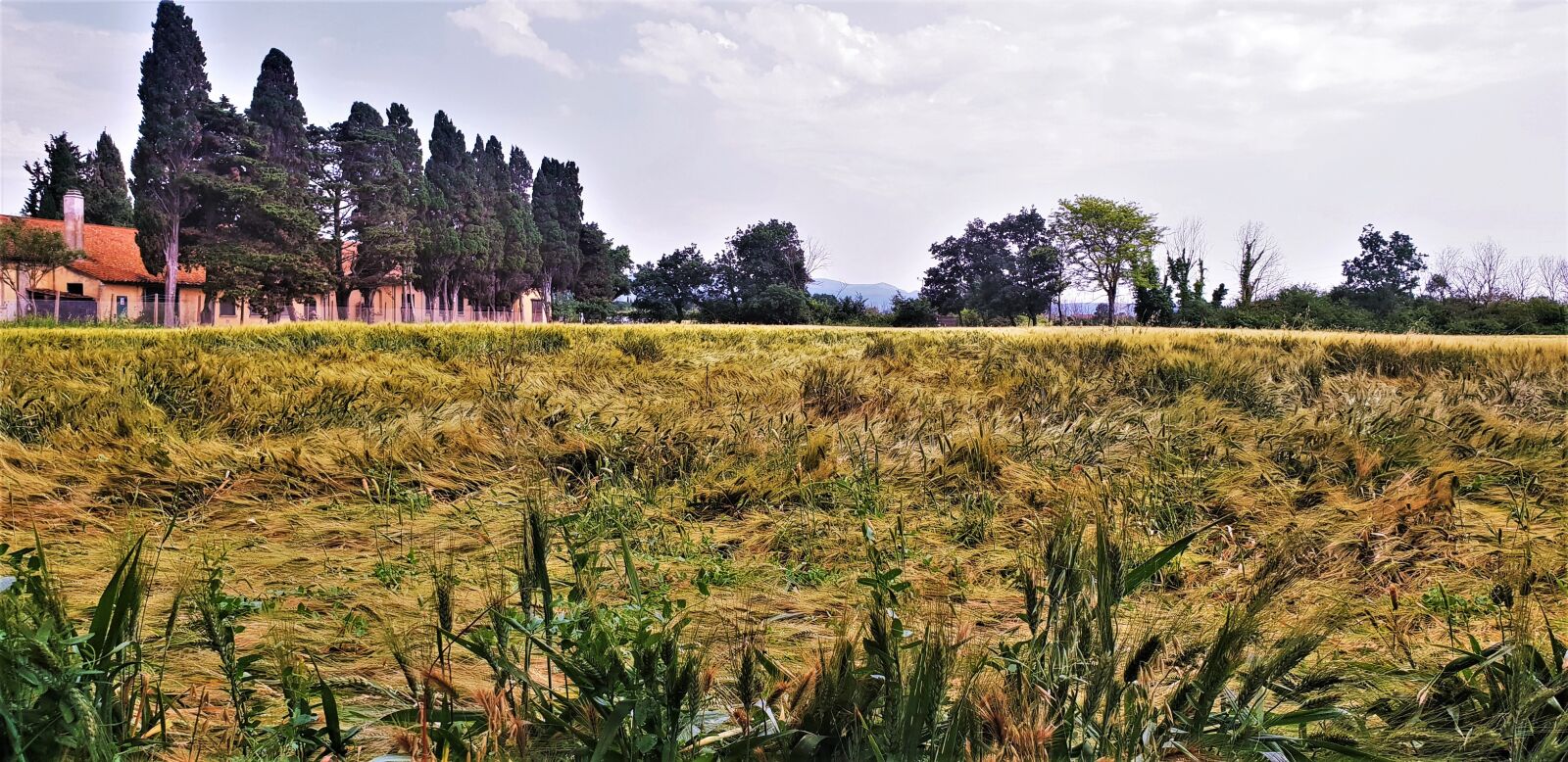 Samsung Galaxy S9 sample photo. Tuscany, wheat, italy photography