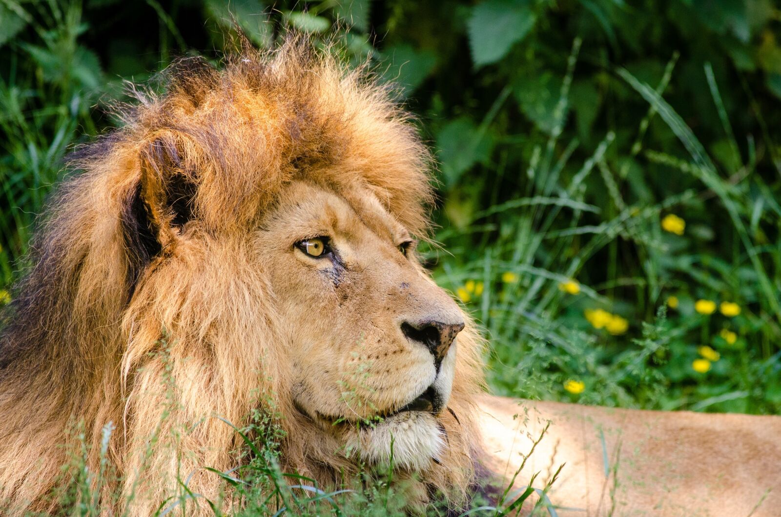 Nikon D7000 sample photo. Lion, male, close up photography