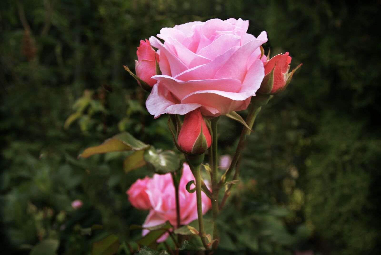 Sony Alpha DSLR-A300 sample photo. Rose, garden, denmark photography