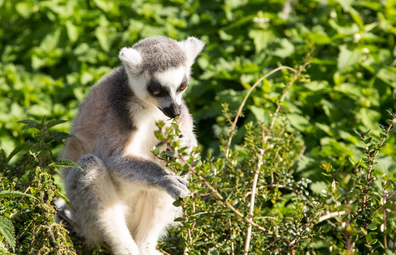 Canon EF 24-105mm F4L IS USM sample photo. Lemur, ring tailed, primate photography