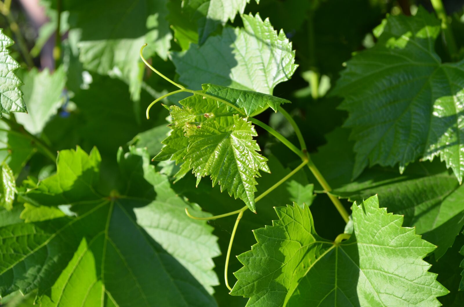 Nikon D5100 sample photo. Grape leaves, greens, sheet photography