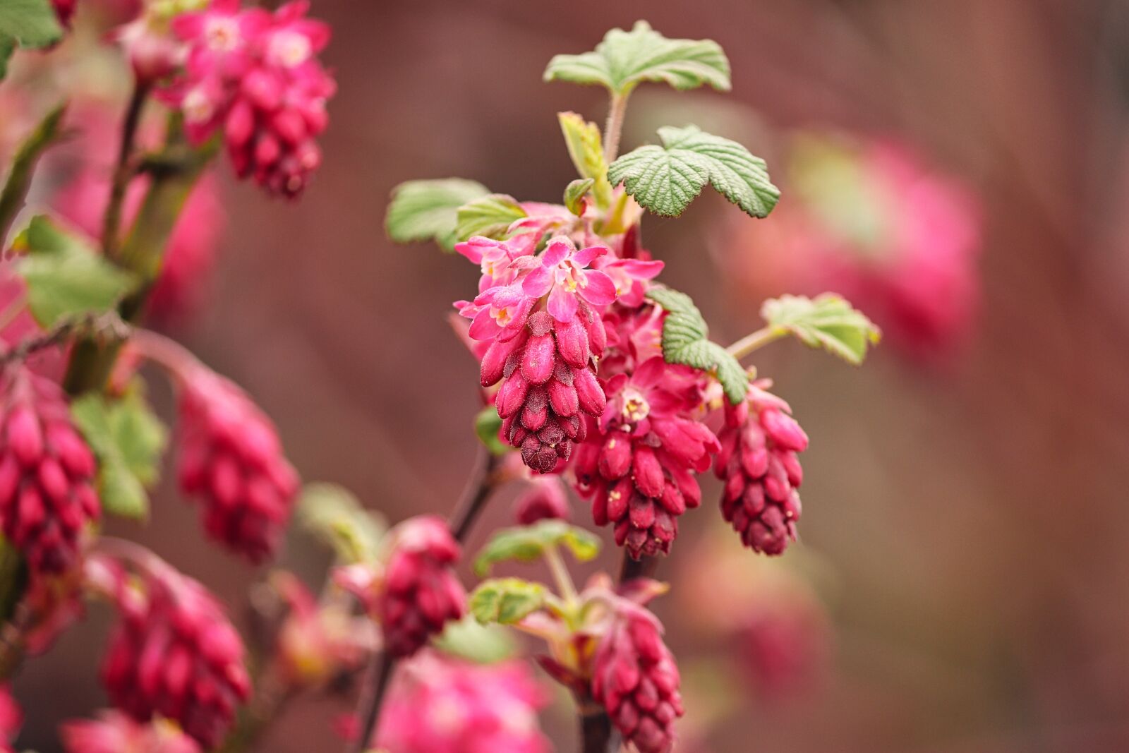 Canon EOS 200D (EOS Rebel SL2 / EOS Kiss X9) sample photo. Currant, ornamental shrub, corpuscle photography