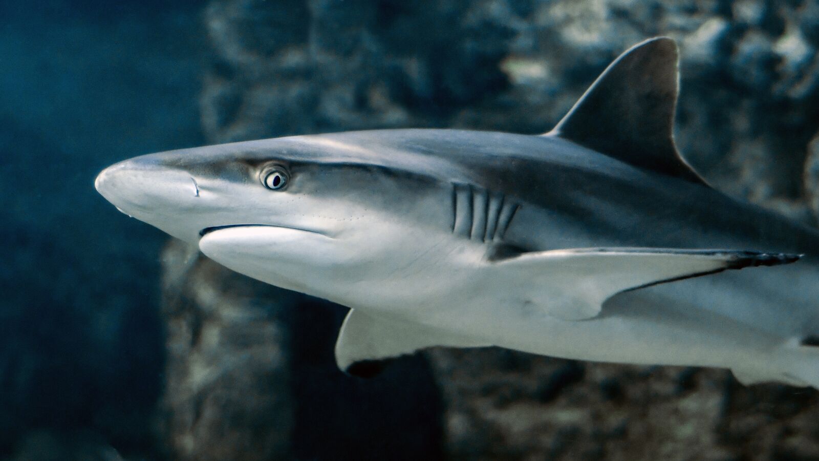 Nikon D500 sample photo. Shark, fish, eye photography