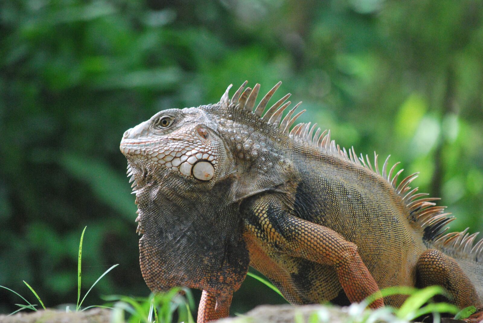 Nikon D60 sample photo. Animal, iguana, nature photography