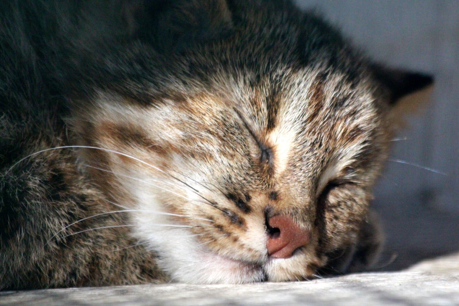 Canon EOS 650D (EOS Rebel T4i / EOS Kiss X6i) sample photo. Amur leopard cat, prionailurus photography