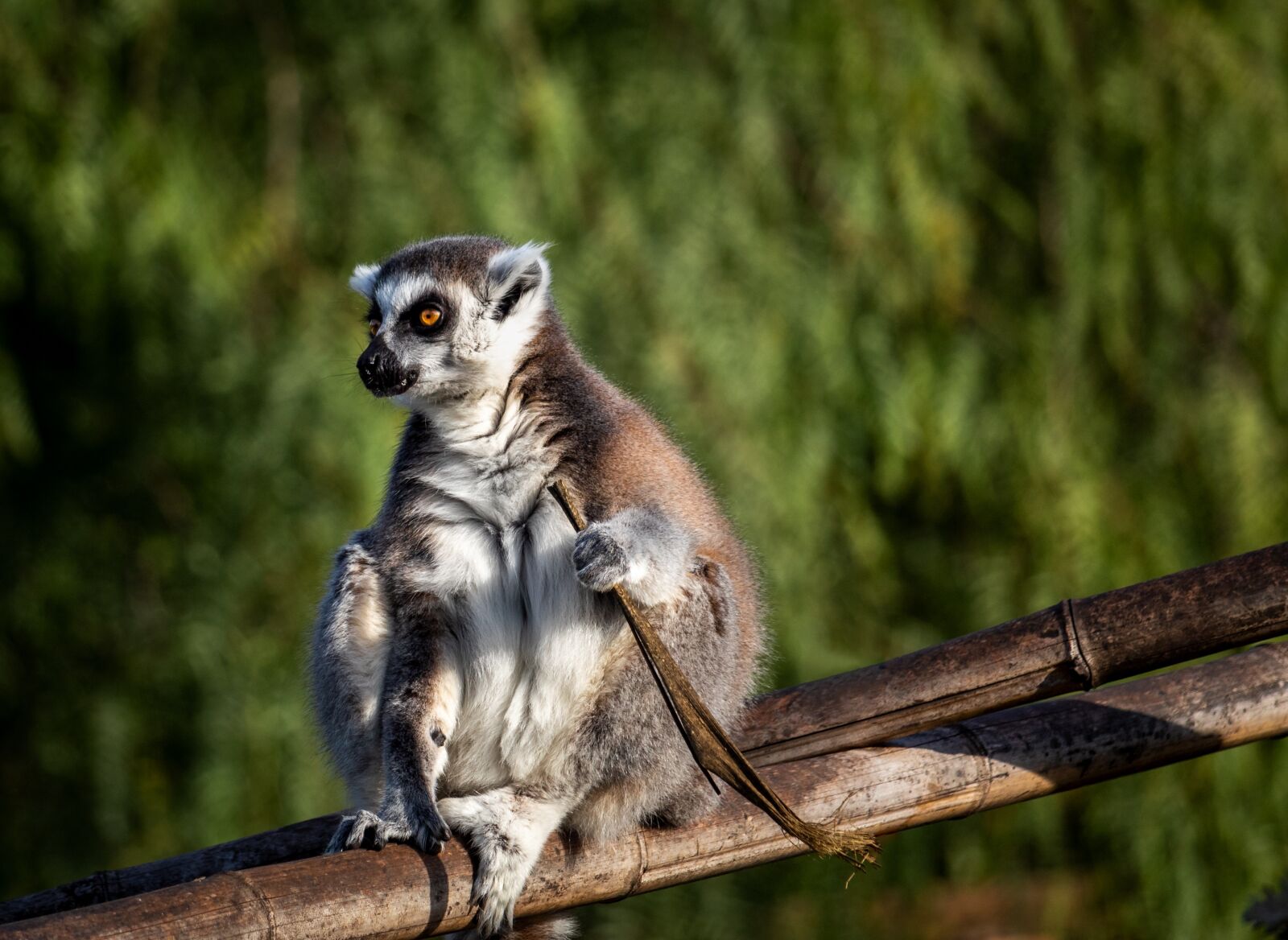 Canon EOS 1300D (EOS Rebel T6 / EOS Kiss X80) sample photo. Lemur catta, lemurs, madagascar photography
