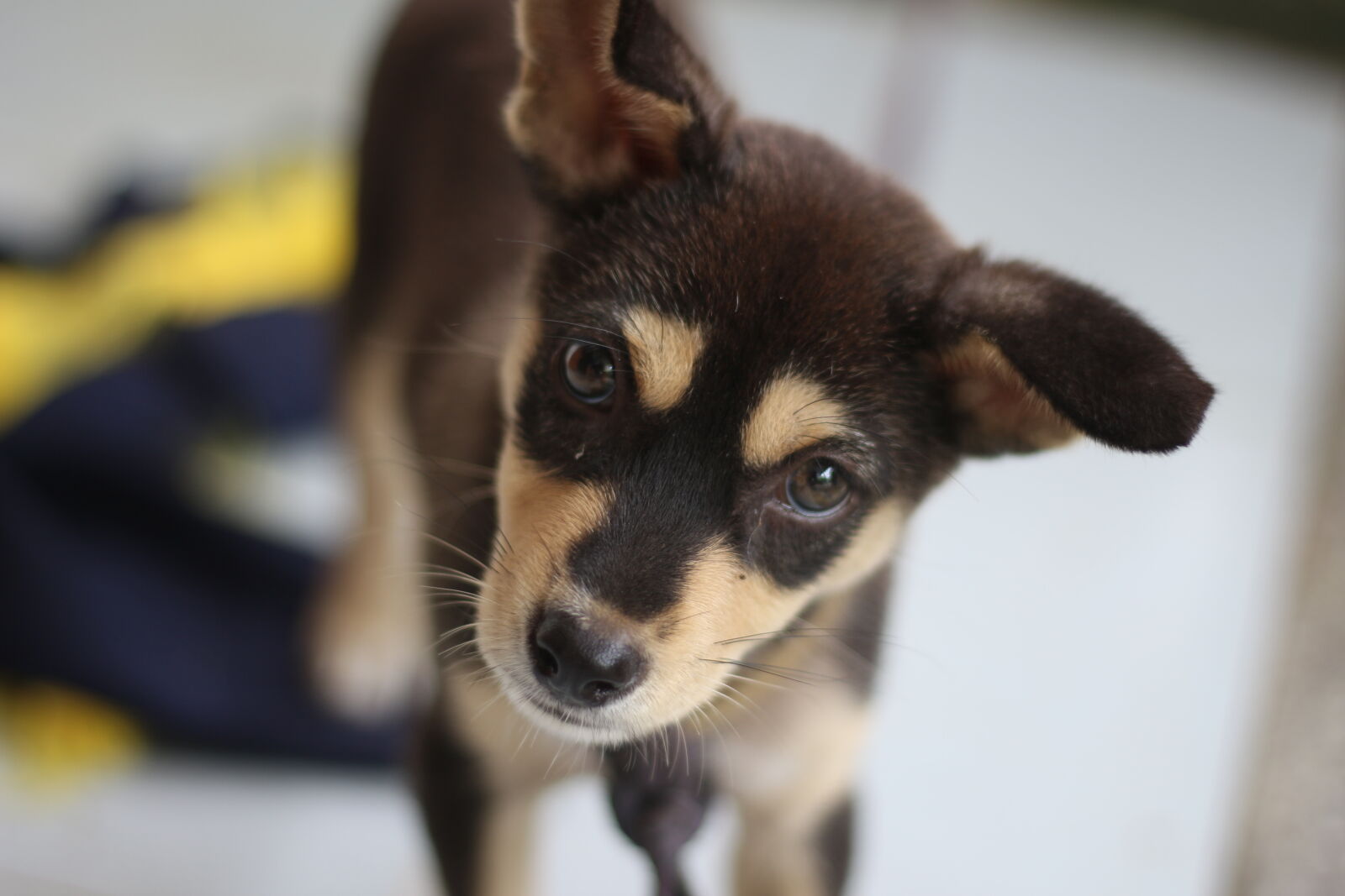 Canon EOS 700D (EOS Rebel T5i / EOS Kiss X7i) + Canon EF 50mm F1.8 STM sample photo. Dog photography