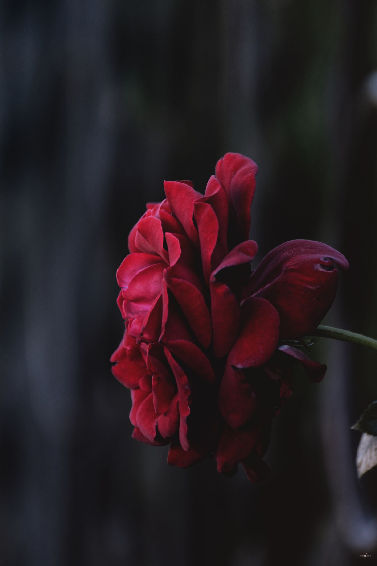 Nikon D5300 sample photo. Rose, black, flower photography