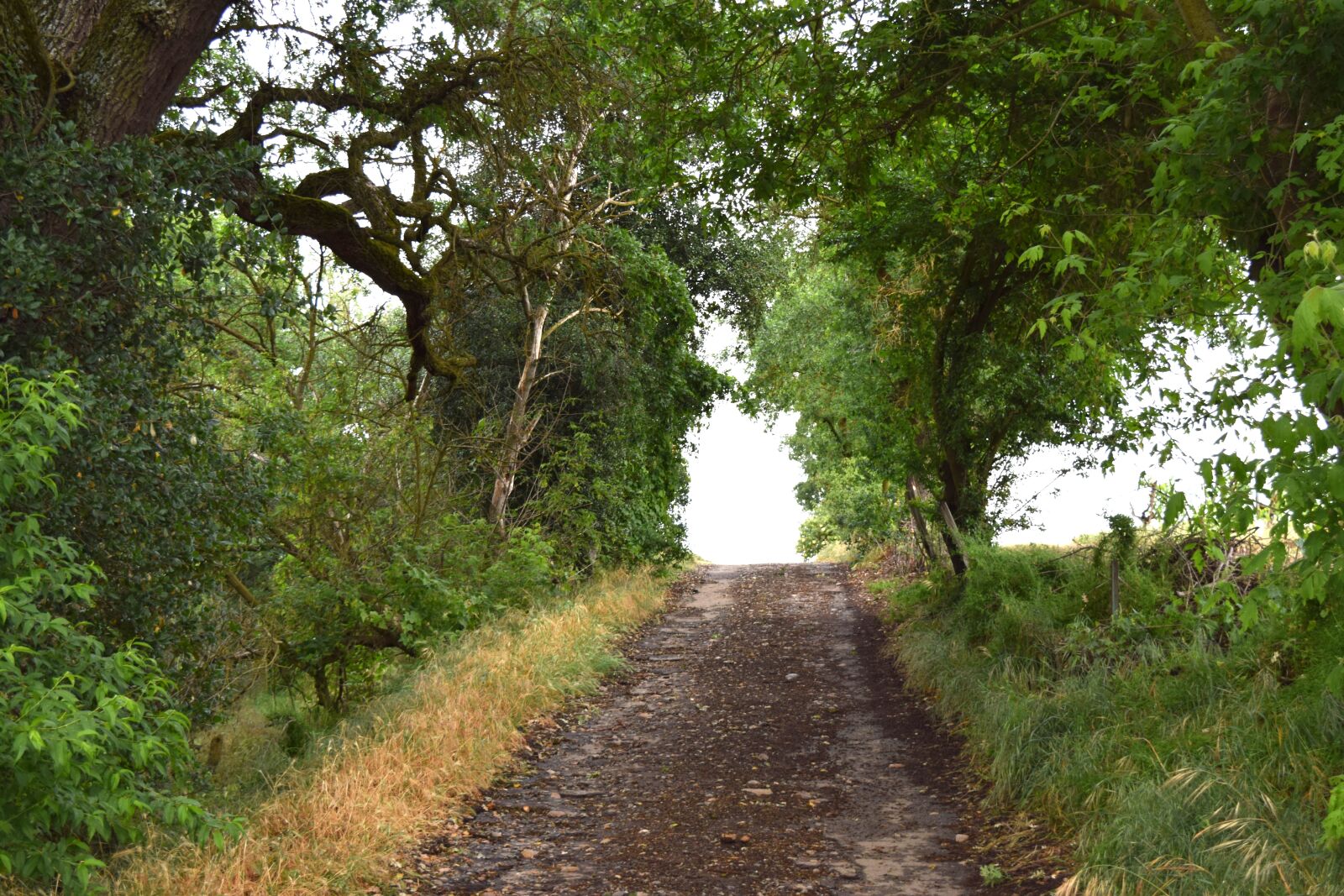 Nikon D5300 sample photo. Trees, path, sky photography