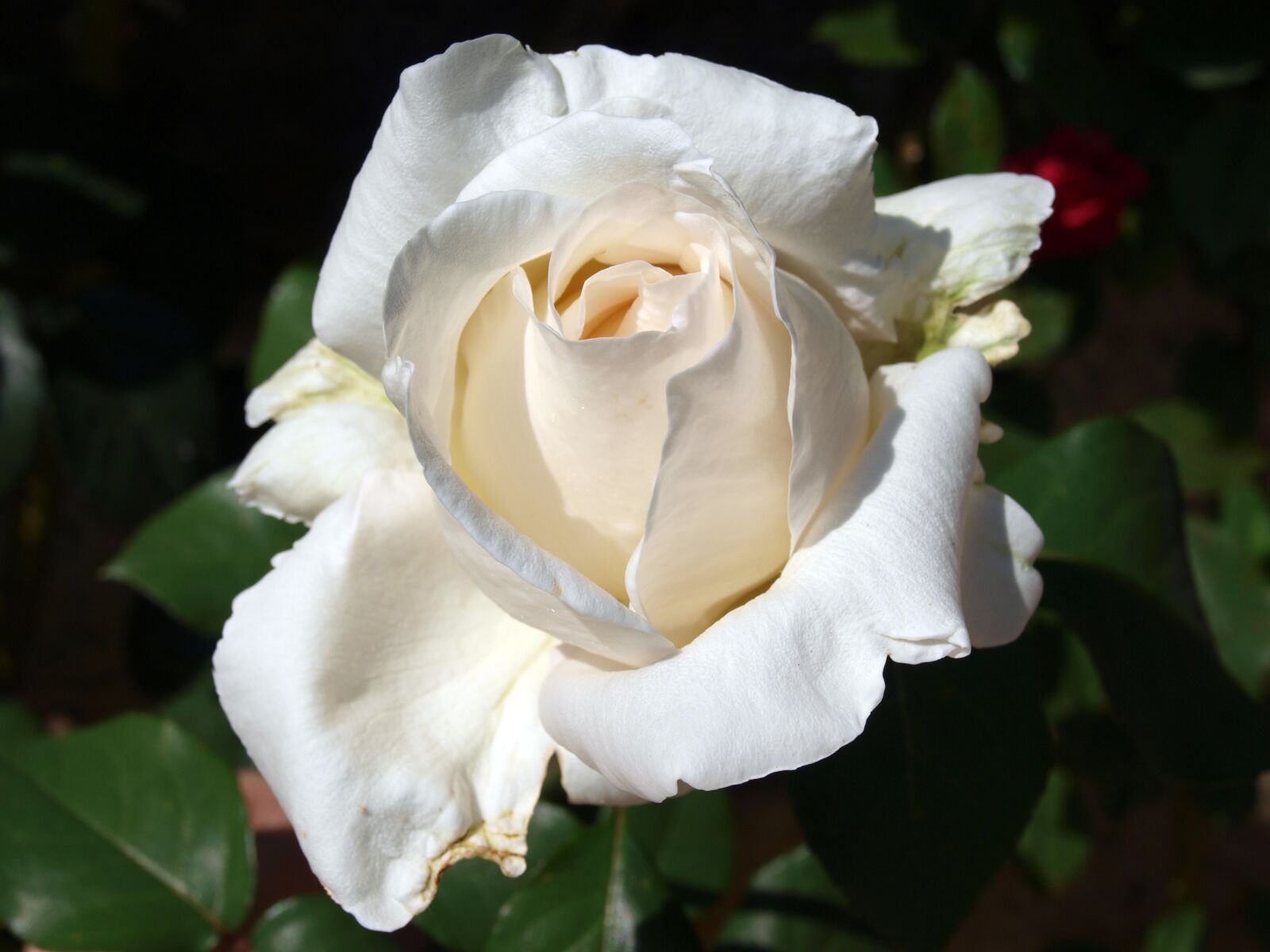 Olympus E-420 (EVOLT E-420) sample photo. Rosa, petal, white rose photography