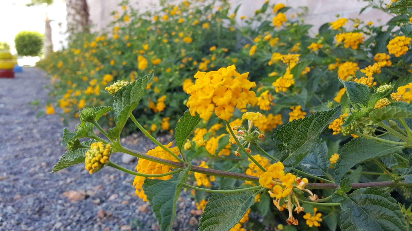 Samsung Galaxy S6 sample photo