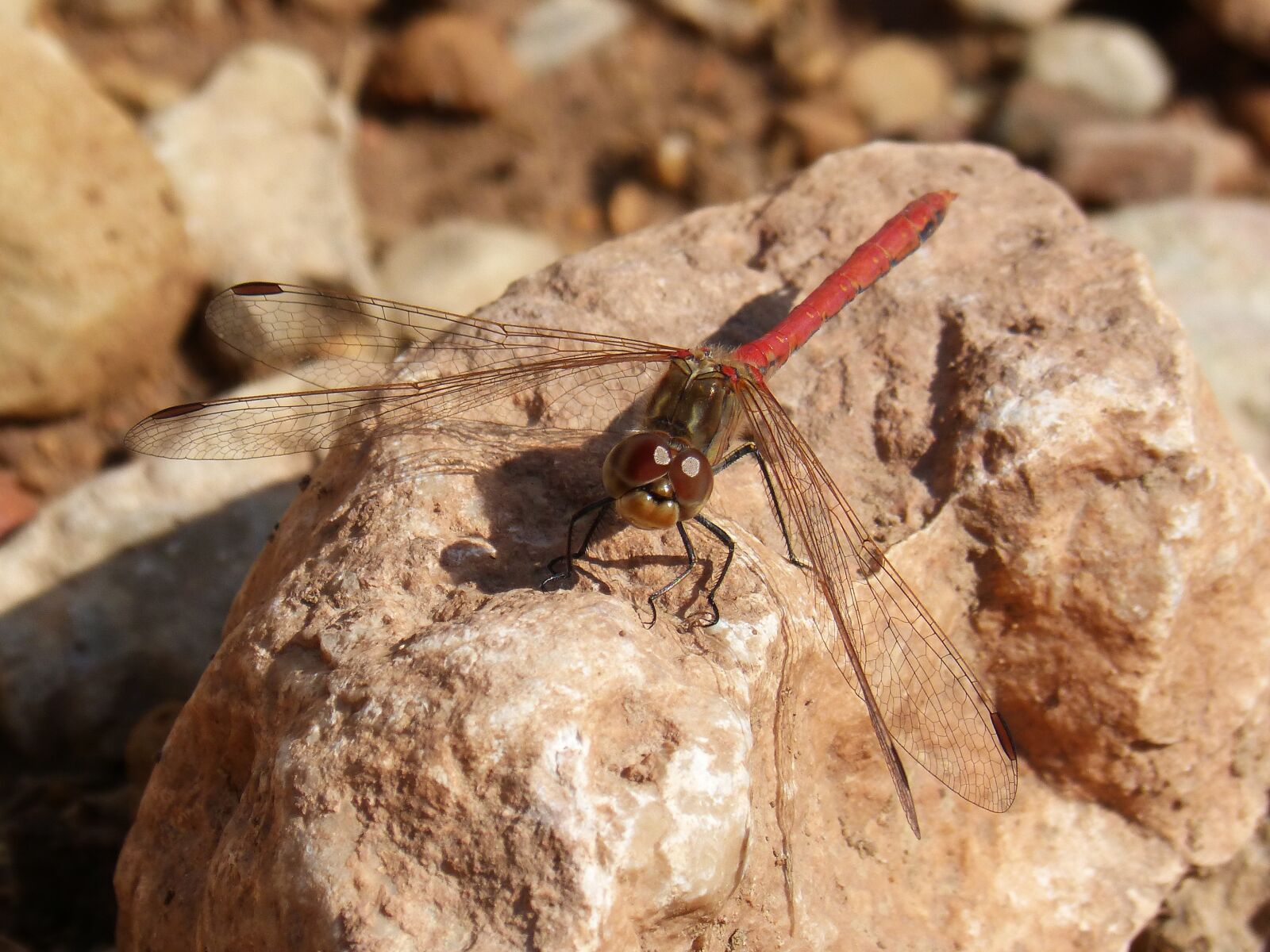 Panasonic DMC-FZ62 sample photo. Dragonfly, sympetrum striolatum, red photography