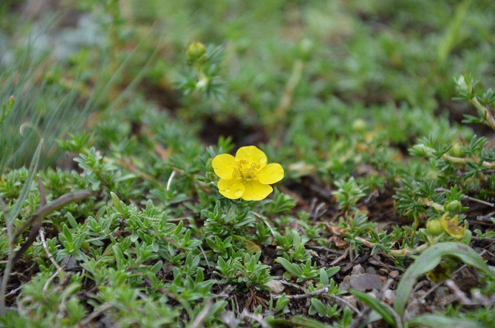 Nikon D5100 sample photo. Flower, grass, after the photography